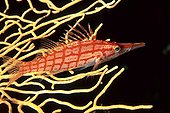 Longnose hawkfish Red Sea Egypt