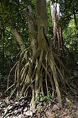 White Mangrove and its aerial roots Costa Rica ; Comment: The aerial roots are used as organic trap caturing dead leaves and other plant parts. There are used also as a safe place for animals which bring inside plant and animal material (spiders, insects, rodent, etc)