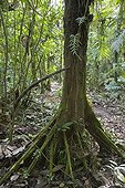 White Mangrove and its aerial roots Costa Rica ; Comment: The aerial roots are used as organic trap caturing dead leaves and other plant parts. There are used also as a safe place for animals which bring inside plant and animal material (spiders, insects, rodent, etc)