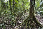 White Mangrove and its aerial roots Costa Rica ; Comment: The aerial roots are used as organic trap caturing dead leaves and other plant parts. There are used also as a safe place for animals which bring inside plant and animal material (spiders, insects, rodent, etc)