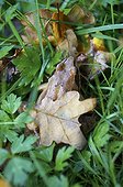 European frog in grass in autumn