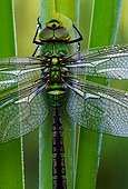 Emperor dragonfly posed on a stem Switzerland ; In Laconnex Natural Reserve, managed by the association Pro Natura Genève. <br>@ Thorax