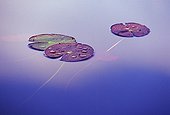 Leaves of white pond lily and cloud reflection Switzerland ; In Moulin-de-Vert Natural Reserve. <br>