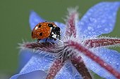 Sevenspotted lady beetle on a Common borage flower France