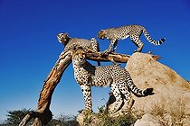 Termitière et branche servant d'observatoire aux Guépards ; Peut atteindre une vitesse maximale de 120 km/h sur de courtes distances, avec une accélération de zéro à 80 km/h en 3 secondes.