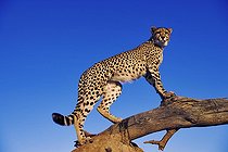 Termitière et branche servant d'observatoire au Guépard ; Peut atteindre une vitesse maximale de 120 km/h sur de courtes distances, avec une accélération de zéro à 80 km/h en 3 secondes.