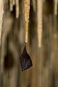 Lesser horseshoe bat in hibernation in a limestone cave
