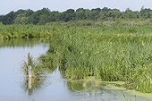 Poteau de référence du niveau d'eau du Marais Vernier France ; Localisation: la Grand' Mare du Marais Vernier, dans le Parc Naturel Régional des Boucles de la Seine Normande.