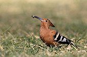 African Hoopoe just catching a grub on the ground Kenya