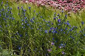 Purple Viper's Bugloss 'Blue Bedder' in bloom in a garden