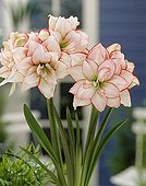 Hippeastrum Allure