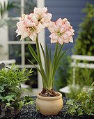 Hippeastrum Allure