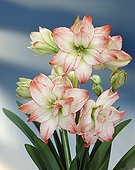 Hippeastrum Allure