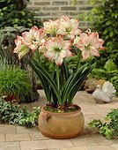 Hippeastrum Allure