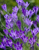 Triteleia Allure
