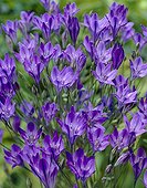 Triteleia Allure