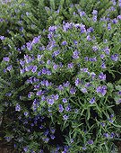 Echium plantagineum