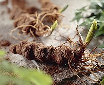 Paris polyphylla- tubers