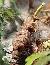 Paris polyphylla tubers