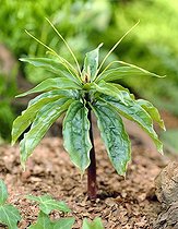 Paris polyphylla