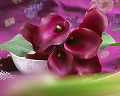 Zantedeschia Allure