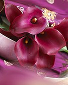 Zantedeschia Allure