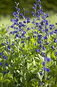Baptisia tinctoria