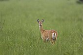 Female Oribi in savanna Ethiopia