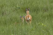 Oribis in high grass Ethiopia