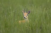 Male Oribi in high grass Ethiopia