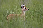 Male Oribi in high grass Ethiopia