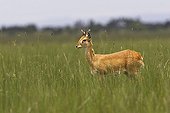 Male Oribi in high grass Ethiopia