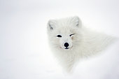 Renard polaire dans la neige luttant contre vent et froid ; L'animal tourne son regard vers le photographe.