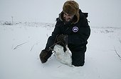 Hunter releasing a trap with a frozen Arctic Fox Manitoba