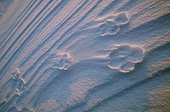 Footprints in the snow of an Arctic foxin in Iceland ; The shooting shows a boring light at twilight and a wind erosion of the footprint.