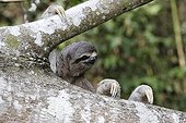 Pale-throated three-toed sloth clinging to a branch Peru