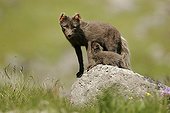 Mother of Arctic fox nursing a young in Iceland