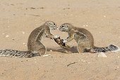 South african ground squirrels competing an object Africa