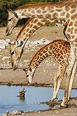 Girafes preparing to drink in front of turtles Namibia