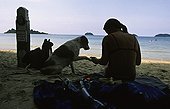 Dog giving its paw to a tourist on a beach