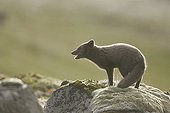 Arctic fox on a moss covered rock in Iceland