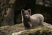 Arctic fox lying down a moss covered rock in Iceland ; The animal had scratched the moss at the top of the rock to form its resting place.<br>The specimen shows annoyance toward the photographer's behaviour.