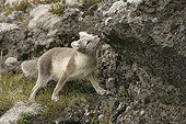Arctic fox smelling at marks of fellow creature on a rock