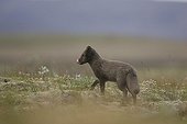 Arctic fox leaking its chops while in a meadow in Iceland