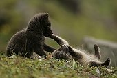 Two Arctic fox cubs playing on moss during springtime ; Fox cubs are few weeks old.