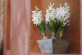 Hyacinth flower pot on a red wall Vaucluse France