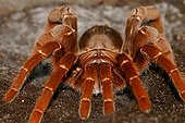 Tarentula Citharischius in terrarium Gand Belgium