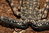 Amblypygid Phrynichus in terrarium Gand Belgium ; Livestock private Ms. Gemma Thrier
