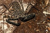 Amblypygid Phrynichus in terrarium Gand Belgium ; Livestock private Ms. Gemma Thrier