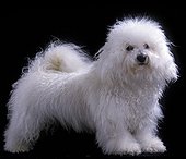 Bichon frise
